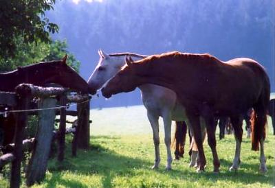 Pferdebegegnung über den Zaun